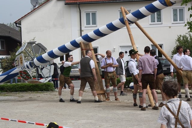 Maibaum 2013